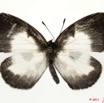 099 Lepidoptera 110a (FD) Lycaenidae Falcuna kasai m 11E5K2IMG_68615wtmk.jpg