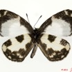 100 Lepidoptera 110a (FV) Lycaenidae Falcuna kasai m 11E5K2IMG_68616wtmk.jpg