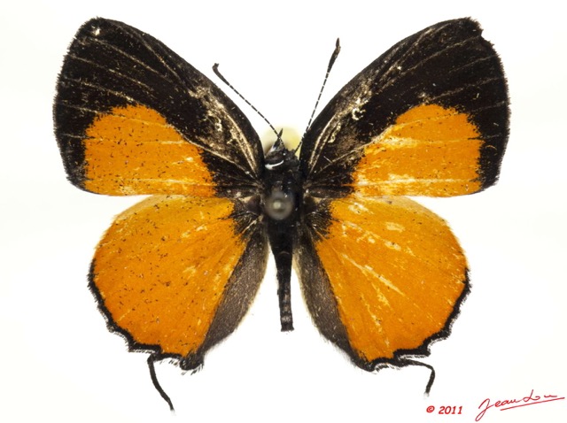 001 Lepidoptera 110b (FD) Lycaenidae Hypomyrina nomenia m 11E5K2IMG_68617wtmk.jpg
