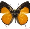 001 Lepidoptera 110b (FD) Lycaenidae Hypomyrina nomenia m 11E5K2IMG_68617wtmk.jpg