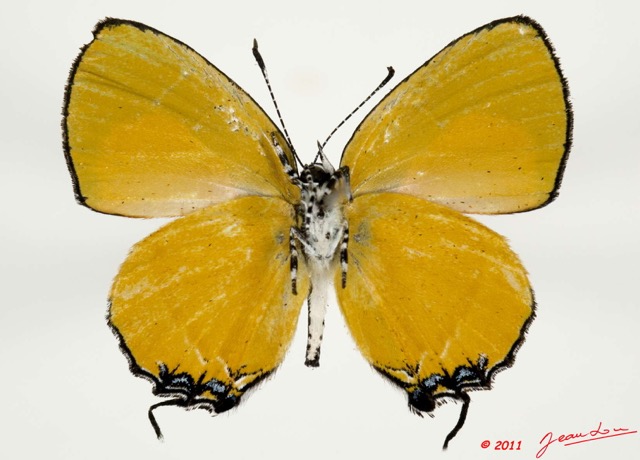 002 Lepidoptera 110b (FV) Lycaenidae Hypomyrina nomenia m 11E5K2IMG_68618wtmk.jpg