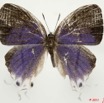 003 Lepidoptera 111a (FD) Lycaenidae Oxylides kebiri m 11E5K2IMG_68624wtmk.jpg