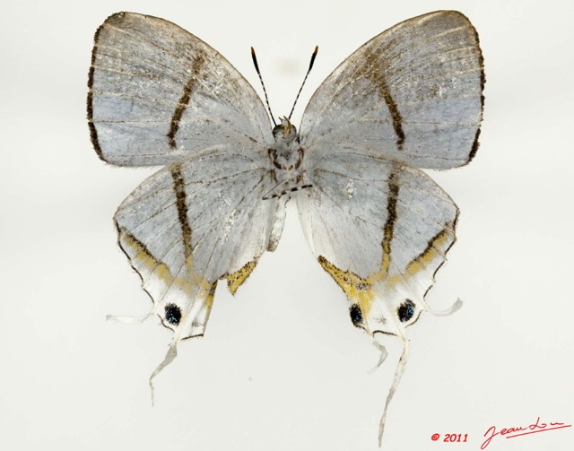 004 Lepidoptera 111a (FV) Lycaenidae Oxylides kebiri m 11E5K2IMG_68625wtmk.jpg