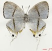004 Lepidoptera 111a (FV) Lycaenidae Oxylides kebiri m 11E5K2IMG_68625wtmk.jpg