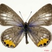 005 Lepidoptera 111b (FD) Lycaenidae Cupidopsis cissus f 11E5K2IMG_68627wtmk.jpg