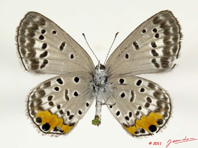 006 Lepidoptera 111b (FV) Lycaenidae Cupidopsis cissus f 11E5K2IMG_68628wtmk.jpg