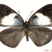 007 Lepidoptera 111c (FD) Lycaenidae Stempfferia leonina f 11E5K2IMG_68629wtmk.jpg