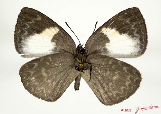 008 Lepidoptera 111c (FV) Lycaenidae Stempfferia leonina f 11E5K2IMG_68630wtmk.jpg