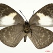 008 Lepidoptera 111c (FV) Lycaenidae Stempfferia leonina f 11E5K2IMG_68630wtmk.jpg
