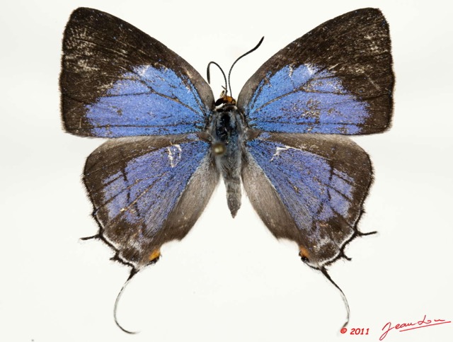 009 Lepidoptera 111d (FD) Lycaenidae Iolaus paneperata f 11E5K2IMG_68631wtmk.jpg