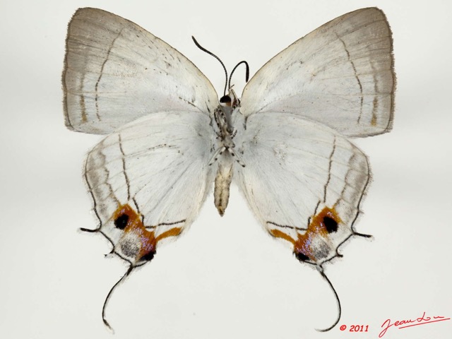 010 Lepidoptera 111d (FV) Lycaenidae Iolaus paneperata f 11E5K2IMG_68632wtmk.jpg