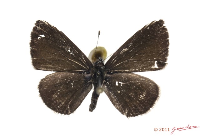 011 Lepidoptera 114c (FD) Lycaenidae Pseudonacaduba aethiops 11E5K2IMG_72813wtmk.jpg