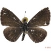 011 Lepidoptera 114c (FD) Lycaenidae Pseudonacaduba aethiops 11E5K2IMG_72813wtmk.jpg