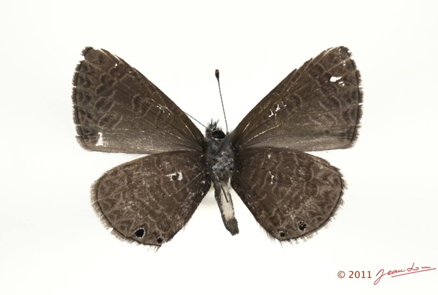 012 Lepidoptera 114c (FV) Lycaenidae Pseudonacaduba aethiops 11E5K2IMG_72814wtmk.jpg