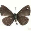 012 Lepidoptera 114c (FV) Lycaenidae Pseudonacaduba aethiops 11E5K2IMG_72814wtmk.jpg
