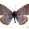 013 Lepidoptera 114d (FD) Lycaenidae Azanus mirza m 11E5K2IMG_72816wtmk.jpg