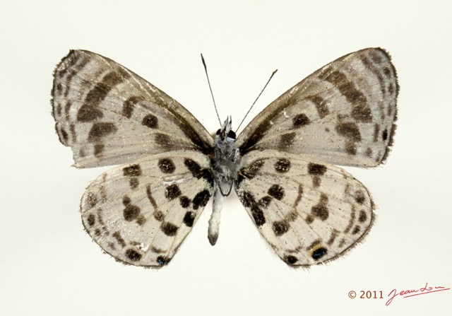 014 Lepidoptera 114d (FV) Lycaenidae Azanus mirza m 11E5K2IMG_72817wtmk.jpg