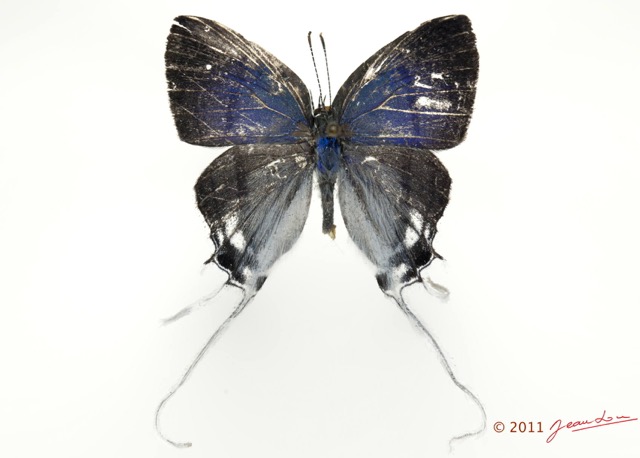 015 Lepidoptera 115c (FD) Lycaenidae Hypolicaena nigra m 11E5K2IMG_72824wtmk.jpg