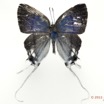 015 Lepidoptera 115c (FD) Lycaenidae Hypolicaena nigra m 11E5K2IMG_72824wtmk.jpg