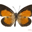 017 Lepidoptera 117b (FD) Lycaenidae Liptena turbata m 12E5K2IMG_73848wtmk.jpg