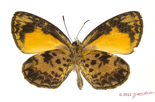 018 Lepidoptera 117b (FV) Lycaenidae Liptena turbata m 12E5K2IMG_73849wtmk.jpg