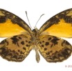 018 Lepidoptera 117b (FV) Lycaenidae Liptena turbata m 12E5K2IMG_73849wtmk.jpg