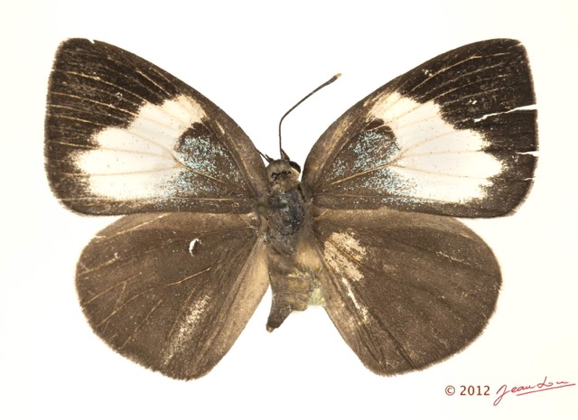 019 Lepidoptera 117d (FD) Lycaenidae Stempfferia cercene f 12E5K2IMG_73854wtmk.jpg