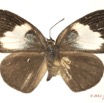 019 Lepidoptera 117d (FD) Lycaenidae Stempfferia cercene f 12E5K2IMG_73854wtmk.jpg