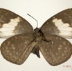 020 Lepidoptera 117d (FV) Lycaenidae Stempfferia cercene f 12E5K2IMG_73855wtmk.jpg
