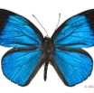 021 Lepidoptera 119c (FD) Lycaenidae Epitola posthumus m 12E5K2IMG_73961wtmk.jpg