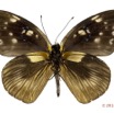 022 Lepidoptera 119c (FV) Lycaenidae Epitola posthumus m 12E5K2IMG_73962wtmk.jpg