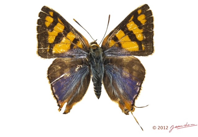023 Lepidoptera 120d (FD) Lycaenidae Spindasis homeyeri m 12E5K3IMG_90734wtmk.jpg