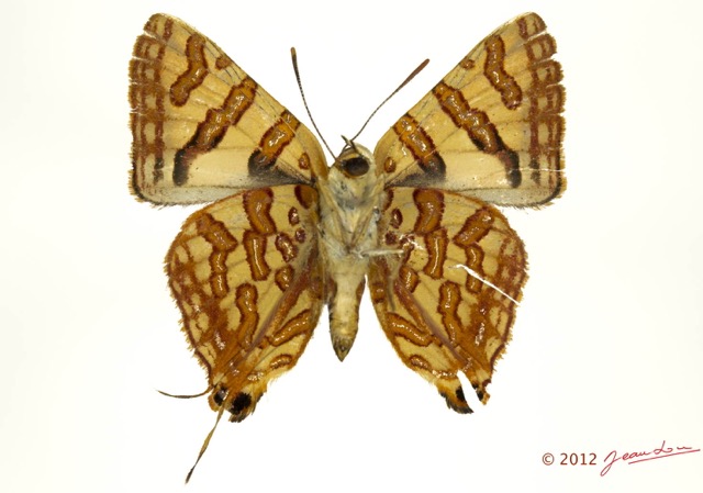 024 Lepidoptera 120d (FV) Lycaenidae Spindasis homeyeri m 12E5K3IMG_90735wtmk.jpg