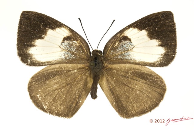025 Lepidoptera 121a (FD) Lycaenidae Stempfferia cercene f 12E5K3IMG_90749wtmk.jpg