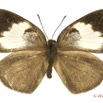 025 Lepidoptera 121a (FD) Lycaenidae Stempfferia cercene f 12E5K3IMG_90749wtmk.jpg