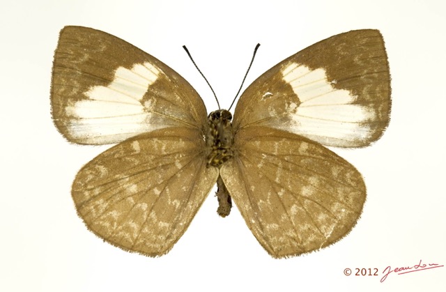 026 Lepidoptera 121a (FV) Lycaenidae Stempfferia cercene f 12E5K3IMG_90750wtmk.jpg