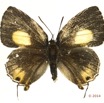 027 Lepidoptera 125d (FD) Lycaenidae Thedinae Deudorix lorisona f 14E5K3IMG_97276wtmk.jpg