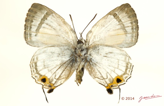 028 Lepidoptera 125d (FV) Lycaenidae Thedinae Deudorix lorisona f 14E5K3IMG_97278wtmk.jpg