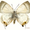 028 Lepidoptera 125d (FV) Lycaenidae Thedinae Deudorix lorisona f 14E5K3IMG_97278wtmk.jpg