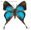 029 Lepidoptera 127a (FD) Lycaenidae Thedinae Myrina silenus f 15E5K3IMG_114937wtmk.jpg