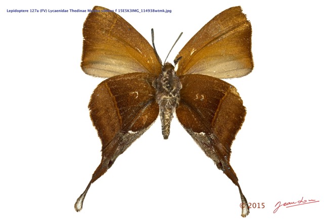 030 Lepidoptera 127a (FV) Lycaenidae Thedinae Myrina silenus f 15E5K3IMG_114938wtmk.jpg