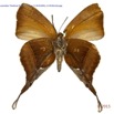 030 Lepidoptera 127a (FV) Lycaenidae Thedinae Myrina silenus f 15E5K3IMG_114938wtmk.jpg