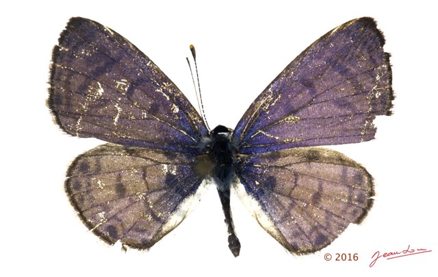 031 Lepidoptera 128d (FD) Lycaenidae Polyommatinae Azanus mirza m 16E5K3IMG_119182wtmk.jpg