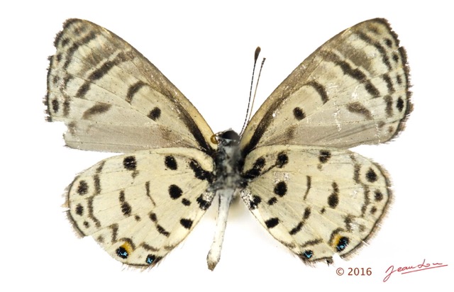 032 Lepidoptera 128d (FV) Lycaenidae Polyommatinae Azanus mirza m 16E5K3IMG_119183wtmk.jpg