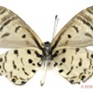 032 Lepidoptera 128d (FV) Lycaenidae Polyommatinae Azanus mirza m 16E5K3IMG_119183wtmk.jpg