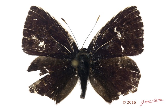033 Lepidoptera 129a (FD) Lycaenidae Polyommatinae Anthene larydas m 16E5K3IMG_119185wtmk.jpg