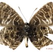 034 Lepidoptera 129a (FV) Lycaenidae Polyommatinae Anthene larydas m 16E5K3IMG_119186wtmk.jpg