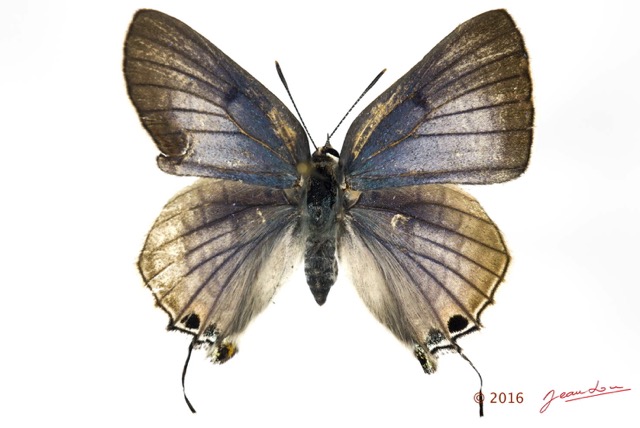 035 Lepidoptera 129b (FD) Lycaenidae Thedinae Deudorix antalus f 16E5K3IMG_119187wtmk.jpg
