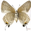 036 Lepidoptera 129b (FV) Lycaenidae Thedinae Deudorix antalus f Malformation 16E5K3IMG_119188wtmk.jpg