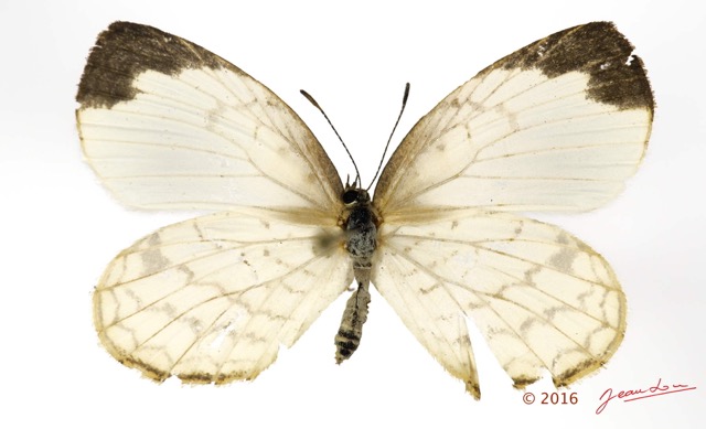 037 Lepidoptera 130d (FD) Lycaenidae Lipteninae Liptena undularis m 16E5K3IMG_119343wtmk.jpg